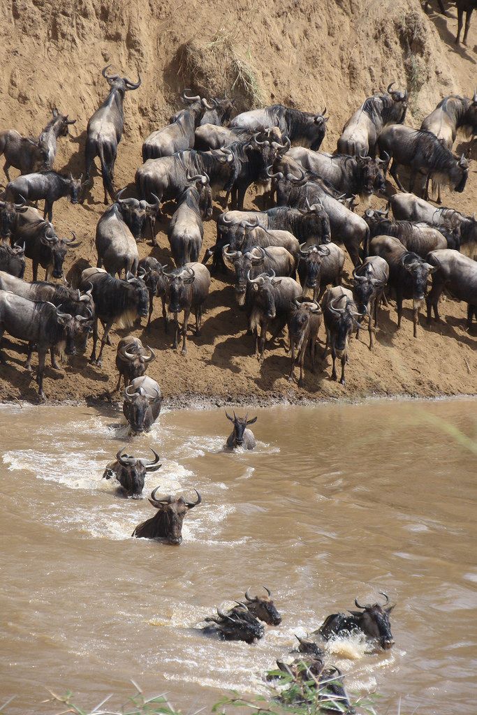 Great Migration Guide